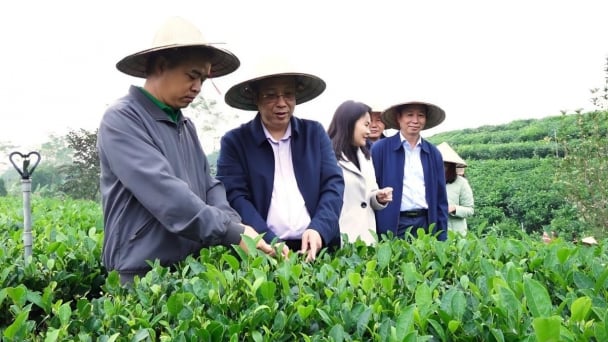 Thai Nguyen aims to raise revenue from tea to USD 1 billion